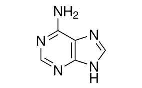 Adenine Molecular Image